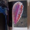 David Attenborough: Élet a Földön - Thumbnail Image 3