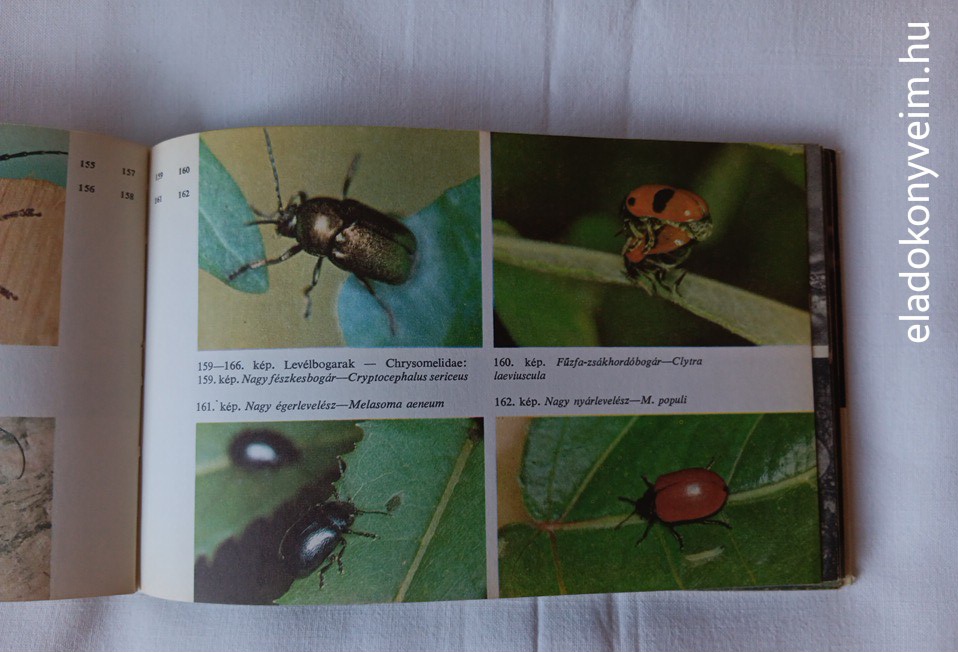 Móczár László: Kis állathatározó - 4. kép