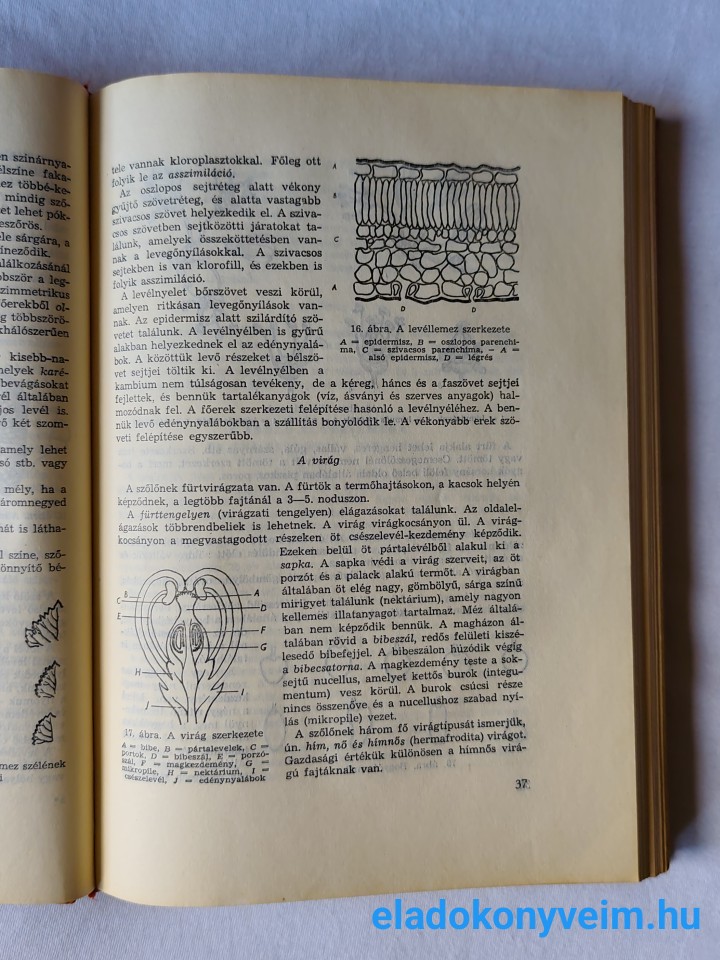Bognár Károly (szerk.): Szőlőtermesztés homokon - 6. kép