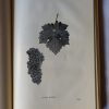 Bognár Károly (szerk.): Szőlőtermesztés homokon - Thumbnail Image 5