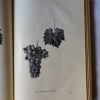 Bognár Károly (szerk.): Szőlőtermesztés homokon - Thumbnail Image 4
